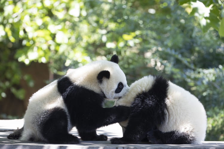 Pandas géants ©ZooParc de Beauval