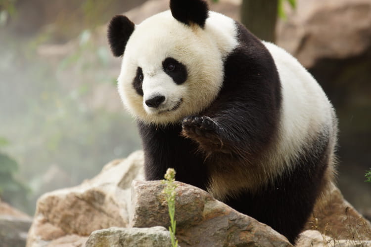 Pandas géants ©ZooParc de Beauval