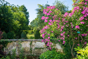 Jardin du Plessis Sasnieres - Fleurs roses ©StudioMir