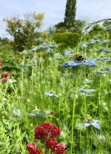 Jardin du Plessis Sasnières - Fleurs sauvages ©Pierre Goubeaux