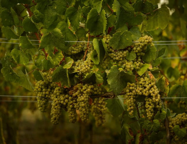 Domaine national de Chambord - Vins et grappe de raisin de Chambord ©Léonard de Serres