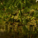 Domaine national de Chambord - Vins et grappe de raisin de Chambord ©Léonard de Serres