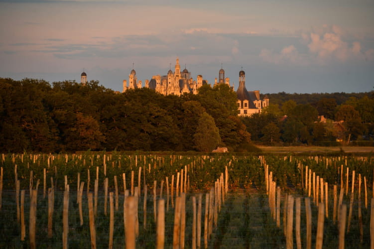 Domaine national de Chambord - Vins et vignes de Chambord ©Léonard de Serres