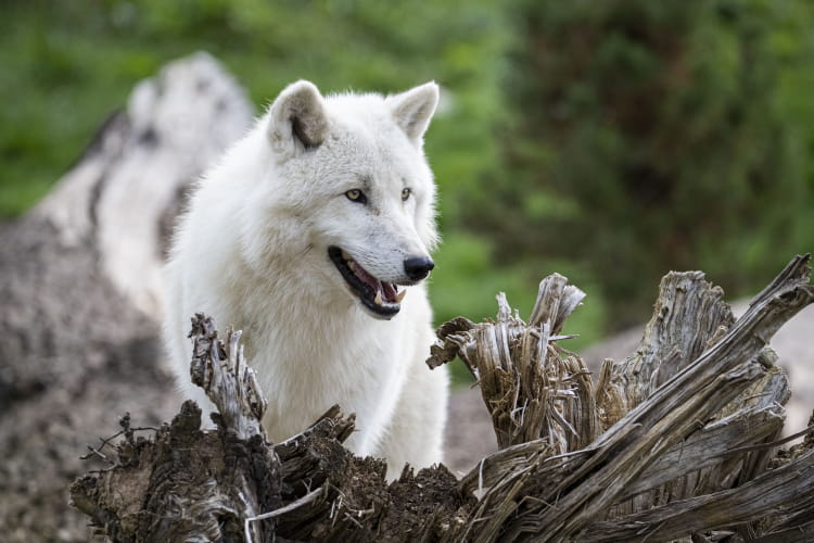 Loups arctiques - ZooParc de Beauval
