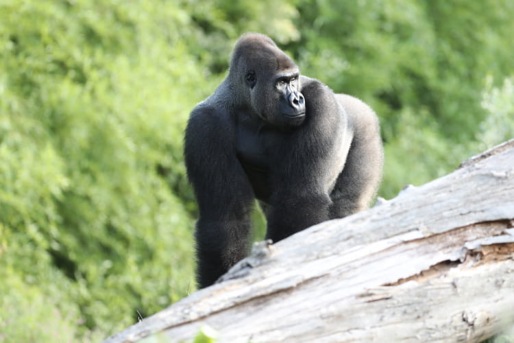 Asato Gorille à dos argenté - ZooParc de Beauval