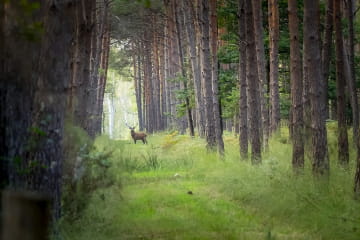 Cerf en forêt de Sologne ©David Darrault - Marque Sologne