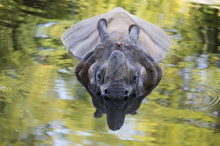 Rhinocéros indien - ZooParc de Beauval