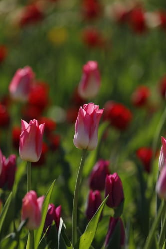 Tulipe à Cheverny
